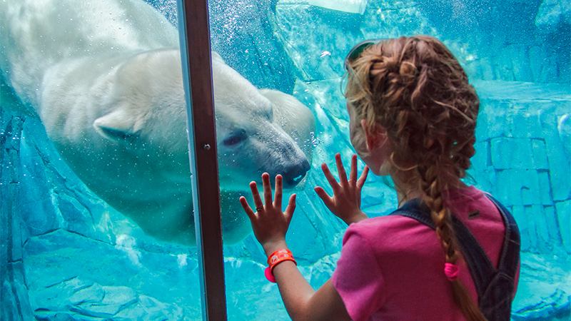 A young girl observing a polar bear in its natural habitat.