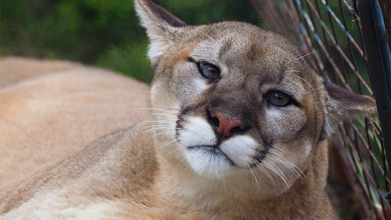 A mountain lion resting peacefully in the grass, enjoying a moment of tranquility in its natural habitat.