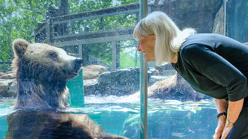 A woman observing a bear in a glass enclosure, captivated by the majestic creature's presence.